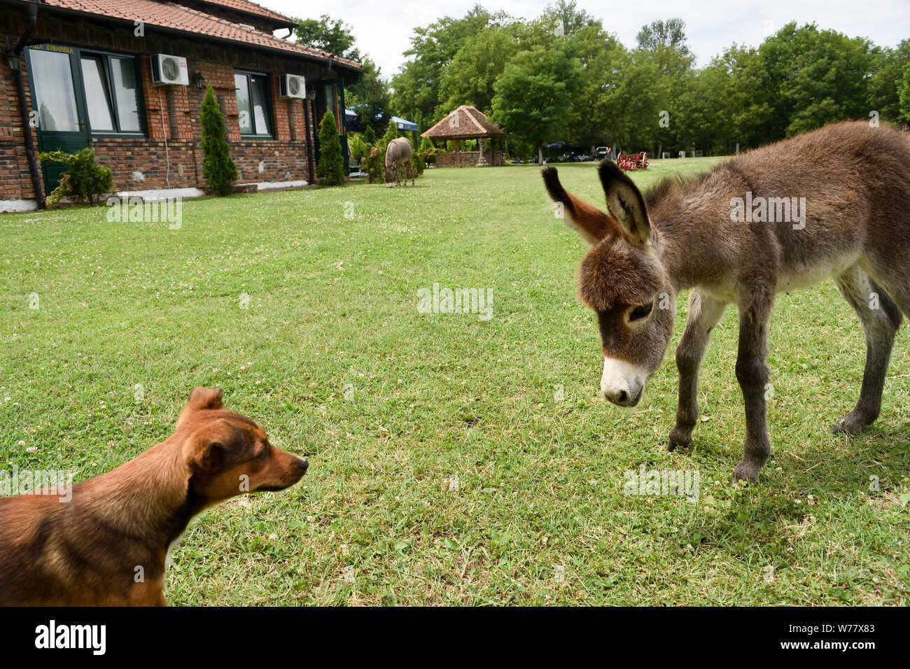 Bebé burro y un perro amistad Fotografía de stock - Alamy