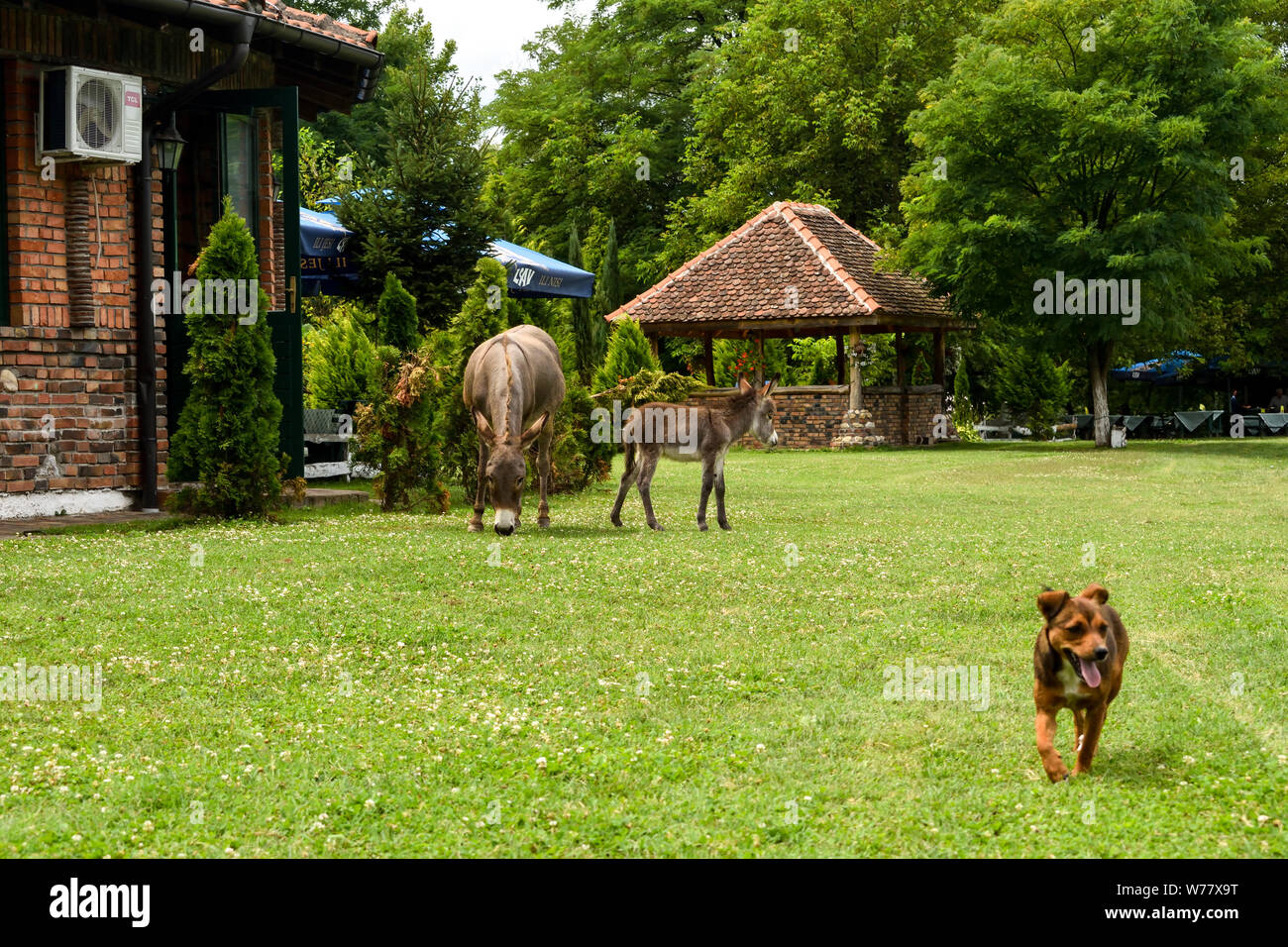 Un perro juega con la familia de burro. Foto de stock