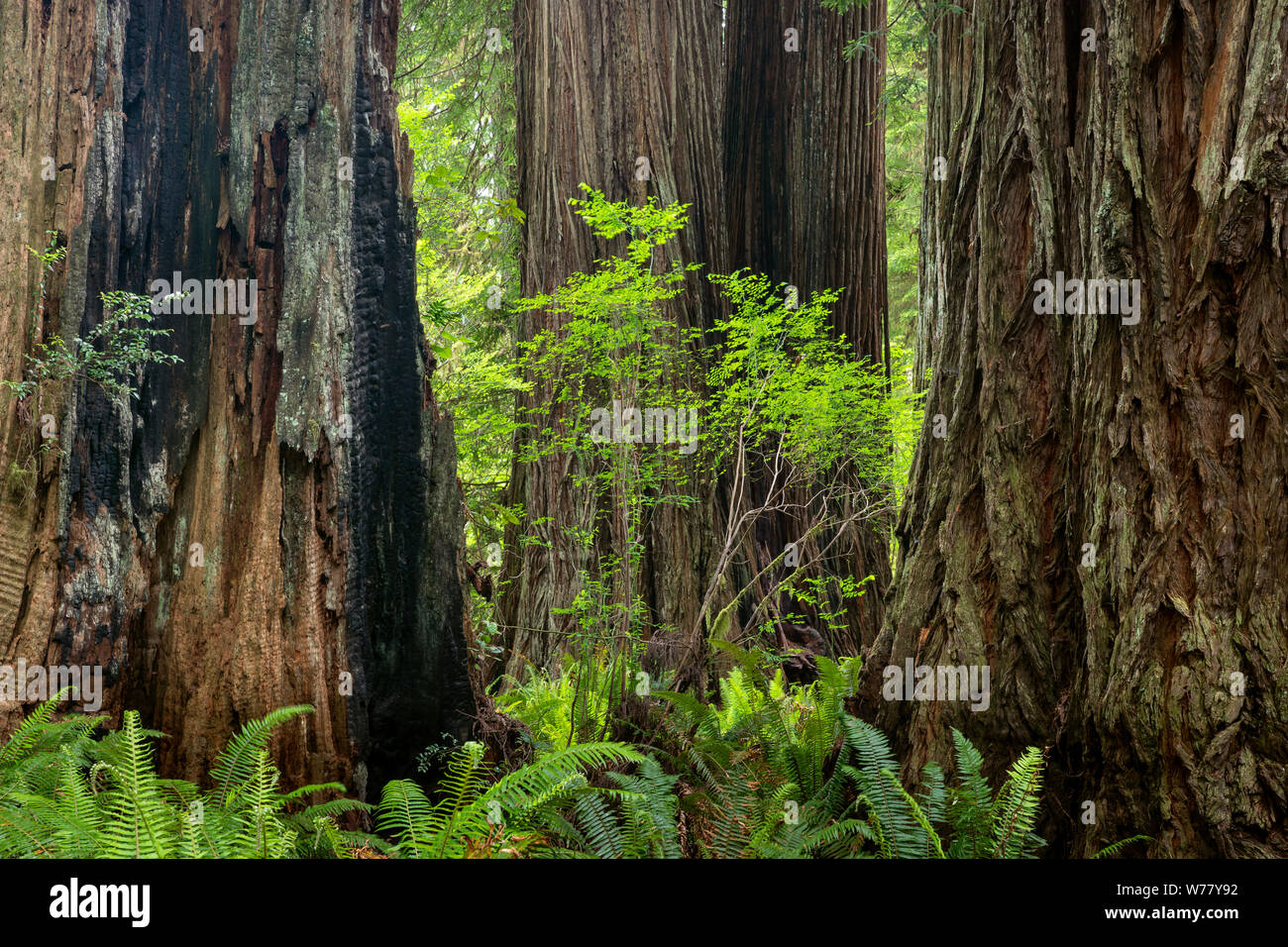 CA03466-00...Secoyas de California - en Prairie Creek Redwoods State Park. Foto de stock