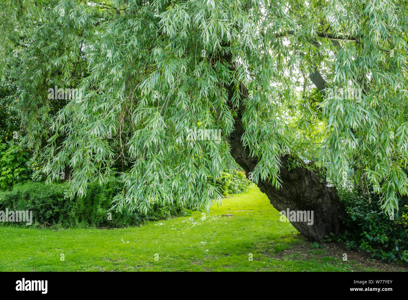 Un árbol de sauce llorón (Salix babylonica) situado en un parque público en el Reino Unido Foto de stock
