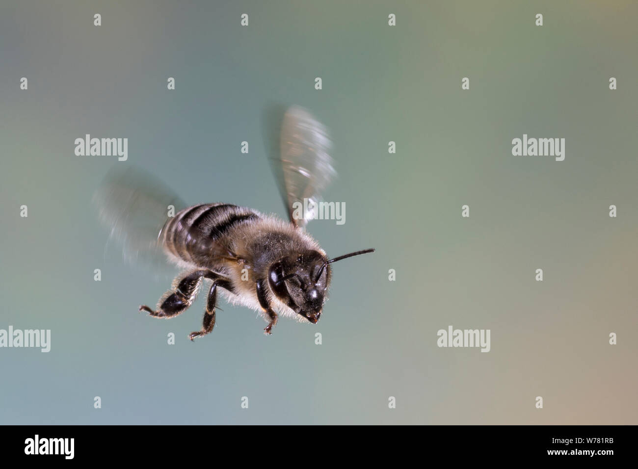 Honigbiene, Honig-Biene, Europäische Honigbiene, Westliche Honigbiene, Flug, fliegend, Biene Bienen, Apis mellifera, Apis mellifica, miel de abeja, colmena Foto de stock