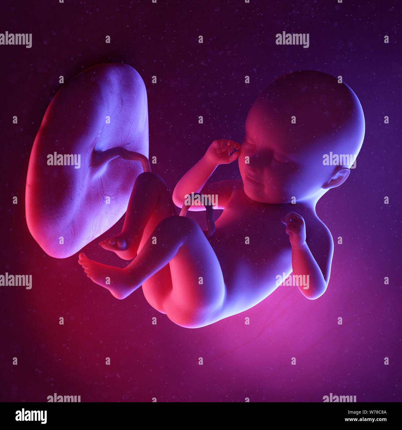 Semana 35 Desarrollo Fetal Fotografías E Imágenes De Alta Resolución Alamy 2723