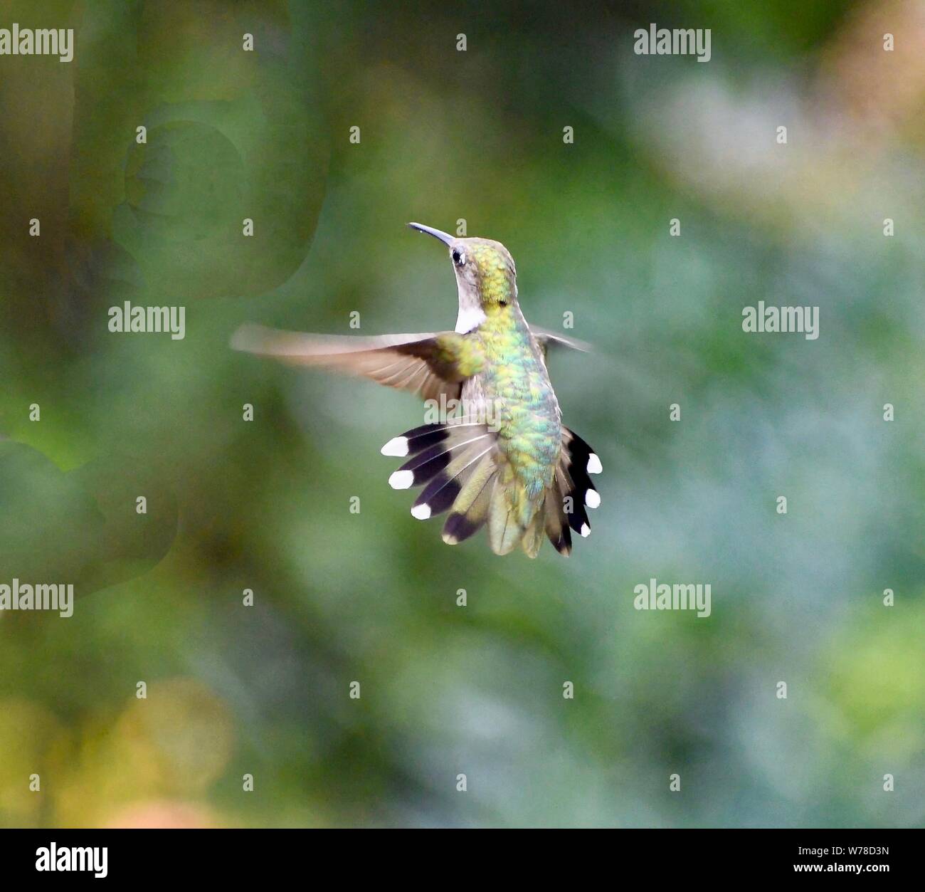 Los colibríes, hummingbird Foto de stock