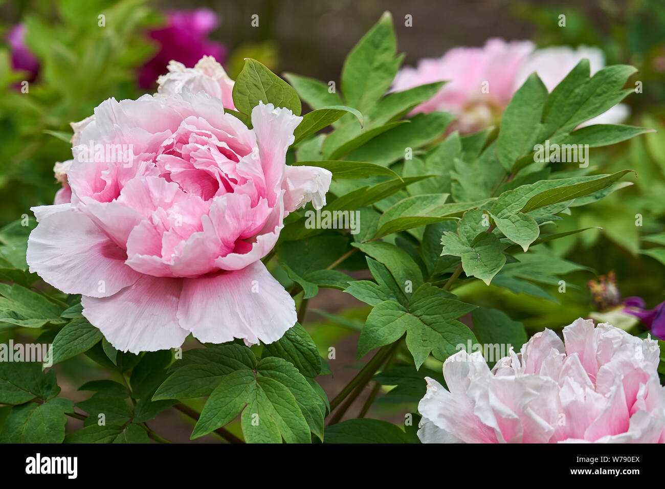 Tierna rosa, rojo y violeta camelia japonesa(s) con algunas gotas de lluvia  en las hojas Fotografía de stock - Alamy