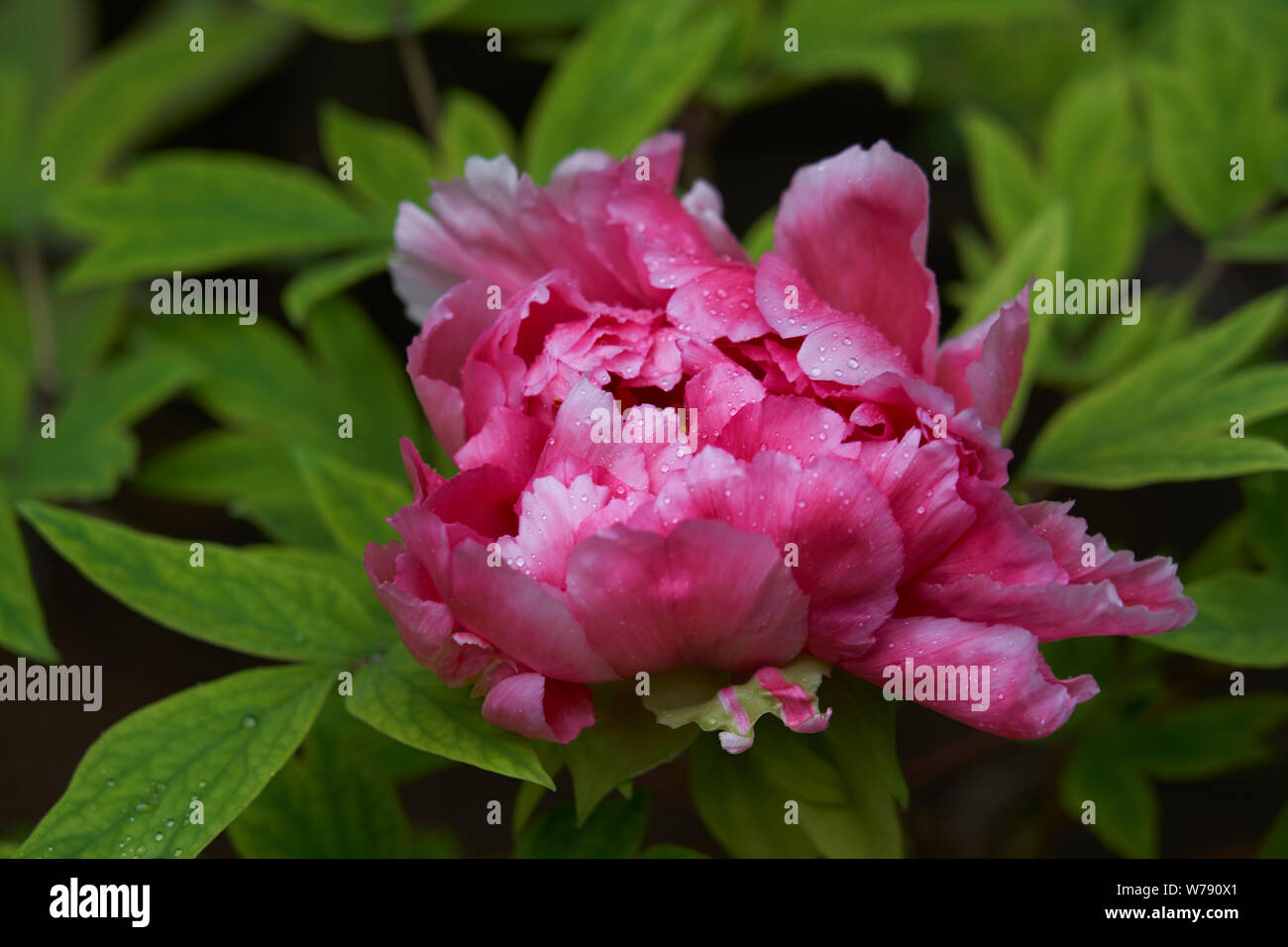 Tierna rosa, rojo y violeta camelia japonesa(s) con algunas gotas de lluvia  en las hojas Fotografía de stock - Alamy