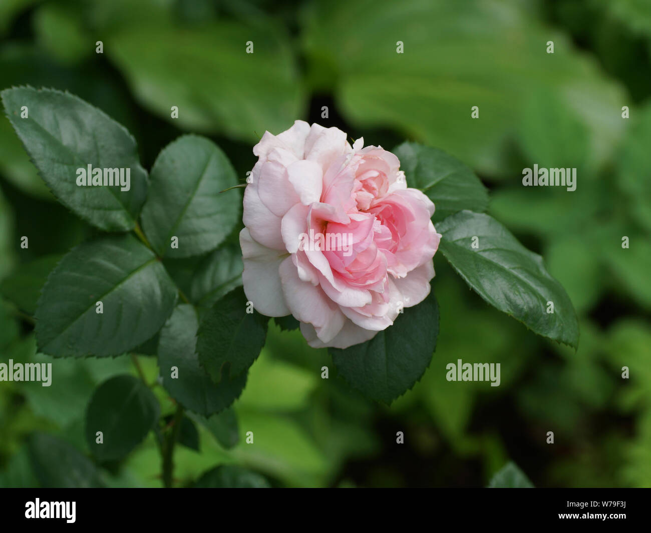 Colorete Winterjewel hermosa rosa rosa cerca. Una flor, en un jardín en condiciones naturales en medio de la vegetación, bajo el cielo abierto. Foto de stock