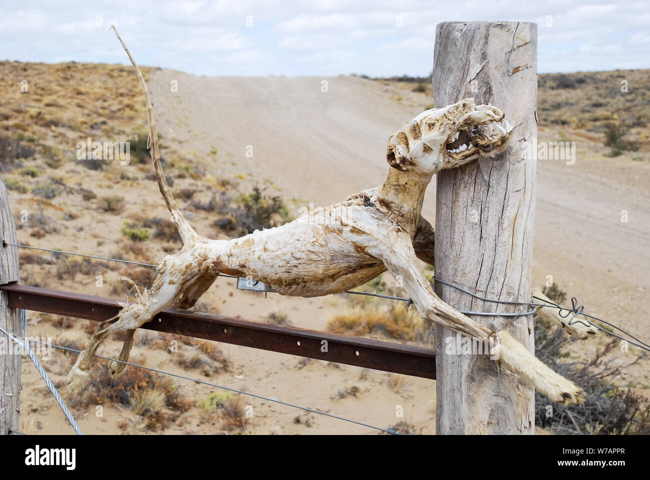 Los huesos del esqueleto de un animal muerto colgado en la puerta de un borde o valla o cableada en una ruta rural meridional argentina Foto de stock