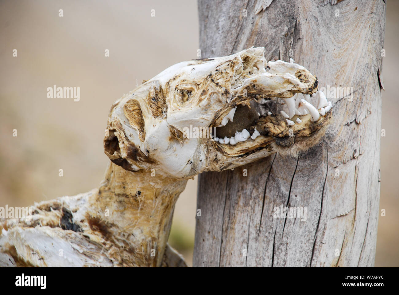 Los huesos del esqueleto de un animal muerto colgado en la puerta de un borde o valla o cableada en una ruta rural meridional argentina Foto de stock