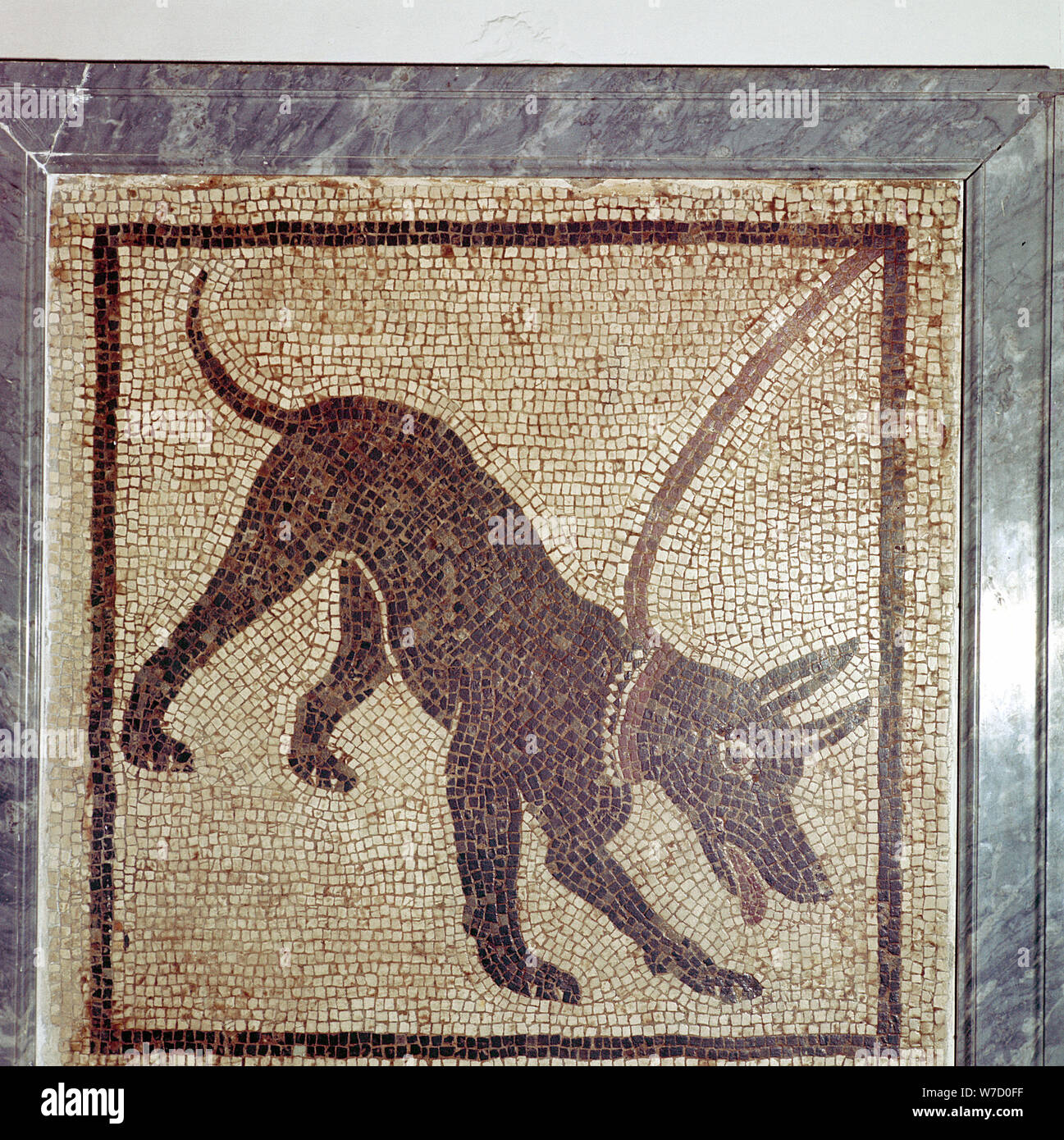 Mosaico romano de perro, Cave Canem, Pompeya, Italia. Artista: Desconocido Foto de stock