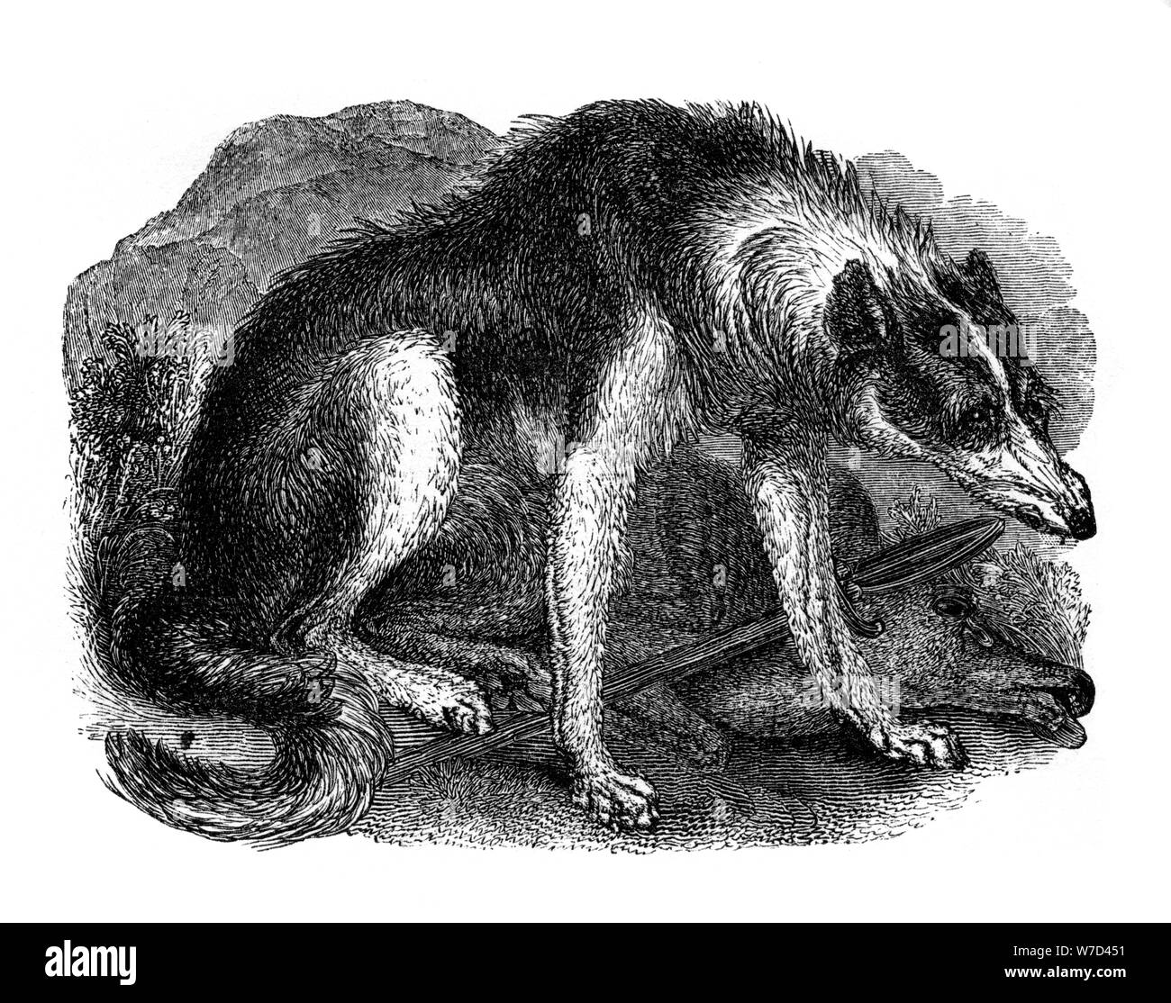 'Wolf dog', en 1848. Artista: Desconocido Foto de stock