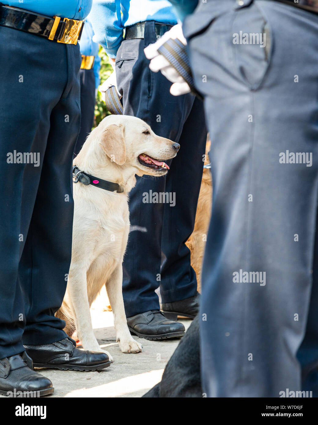 Perro policía labrador fotografías e imágenes de alta resolución - Alamy