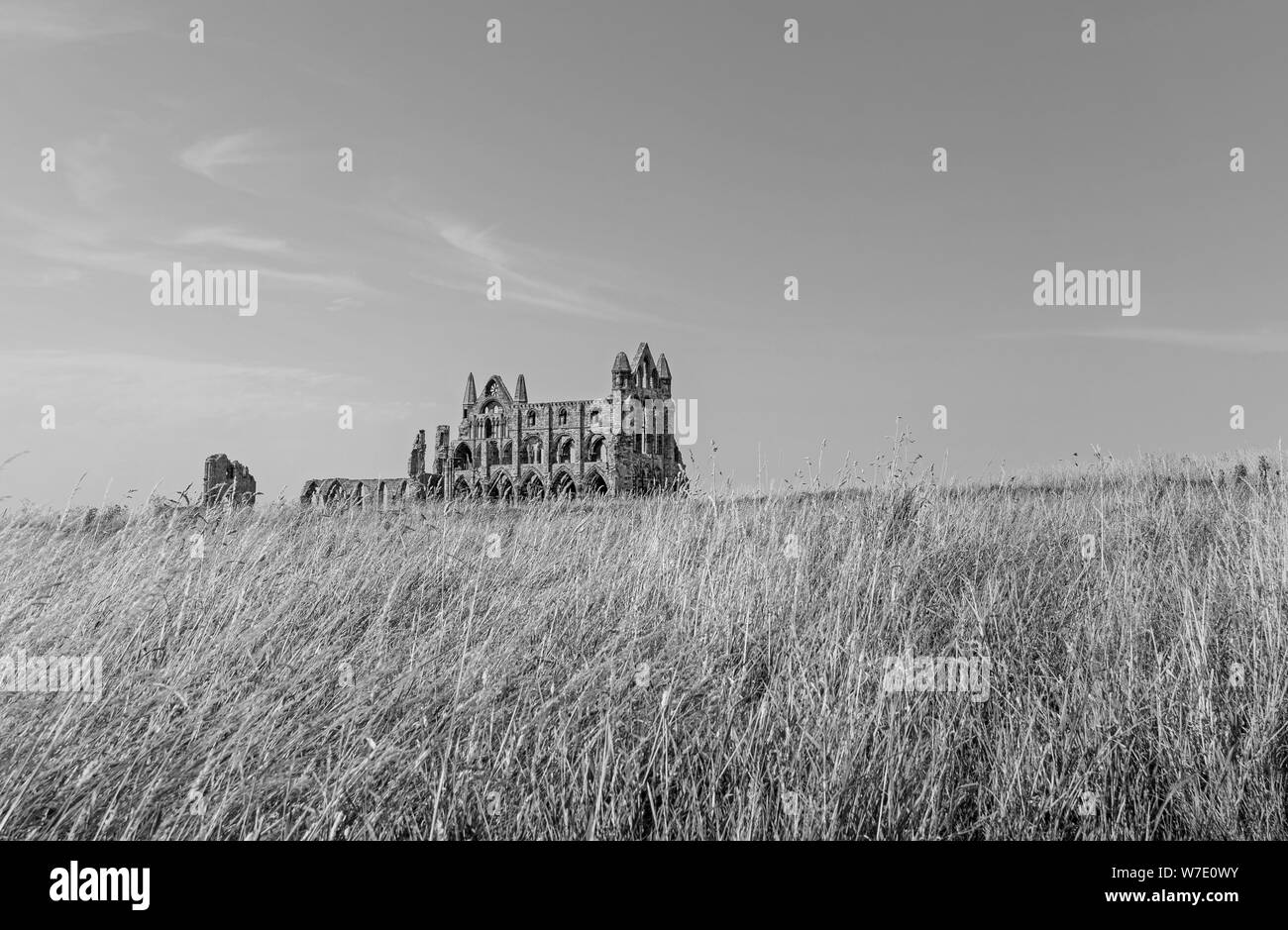 Whitby Abbey vistos a través de pasto largo. La hierba es impulsado por un fuerte viento y las ruinas de la abadía se ciernen en el horizonte. Un cielo azul es superior. Foto de stock