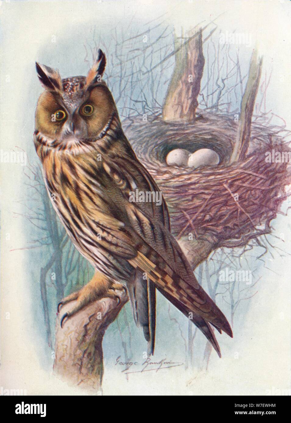 "Long-Eared Owl - Como'io o'tus', C1910, (1910). Artista: George James Rankin. Foto de stock