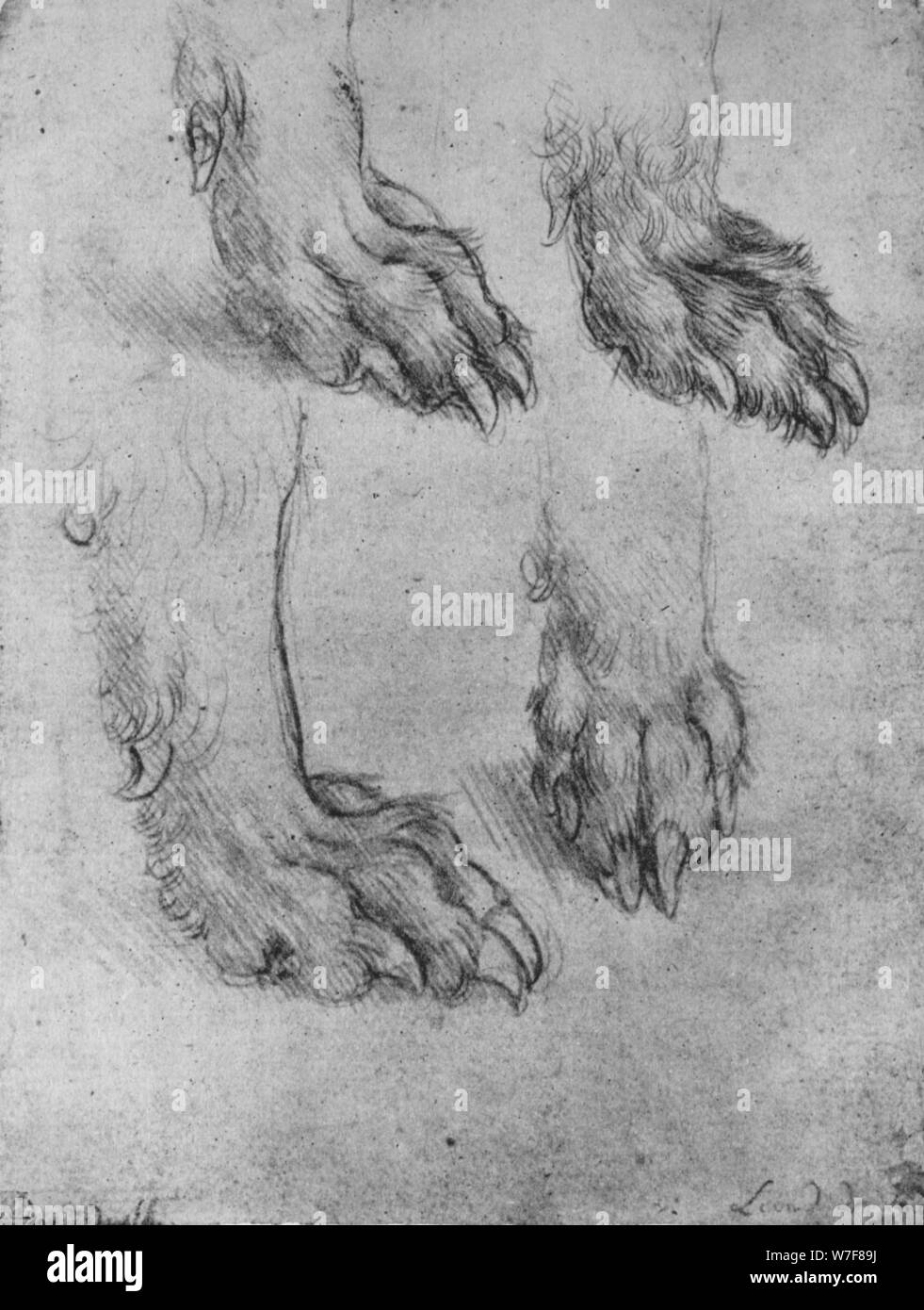 "Cuatro estudios de las patas de un perro o lobo", c1480 (1945). Artista: Leonardo da Vinci. Foto de stock