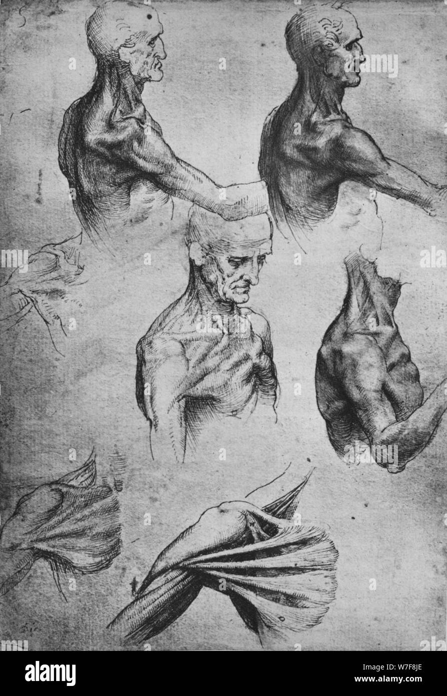 "Estudios de la cabeza y los hombros de un hombre', C1480 (1945). Artista: Leonardo da Vinci. Foto de stock