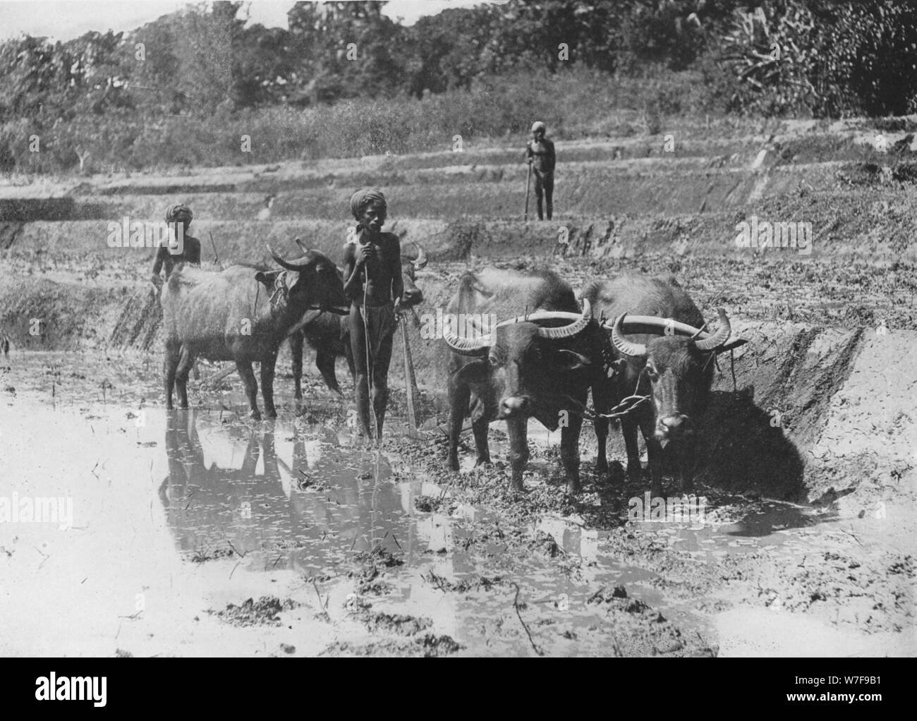 "Búfalos arando los campos de arroz', C1890, (1910). Artista: Alfred William Amandus placa. Foto de stock