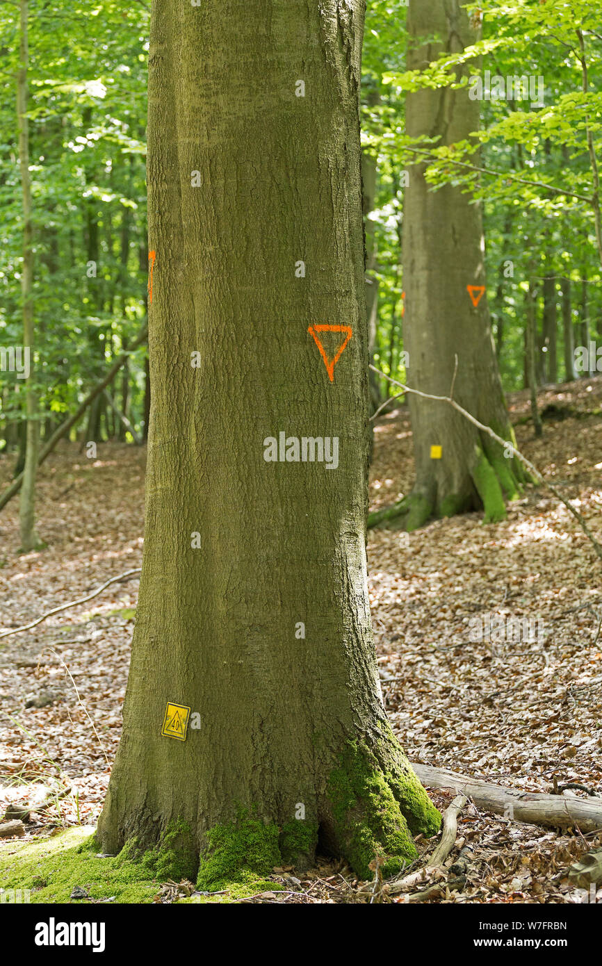 Marcado de árboles en el bosque cerca de Schönwalde, Schleswig-Holstein, Alemania Foto de stock