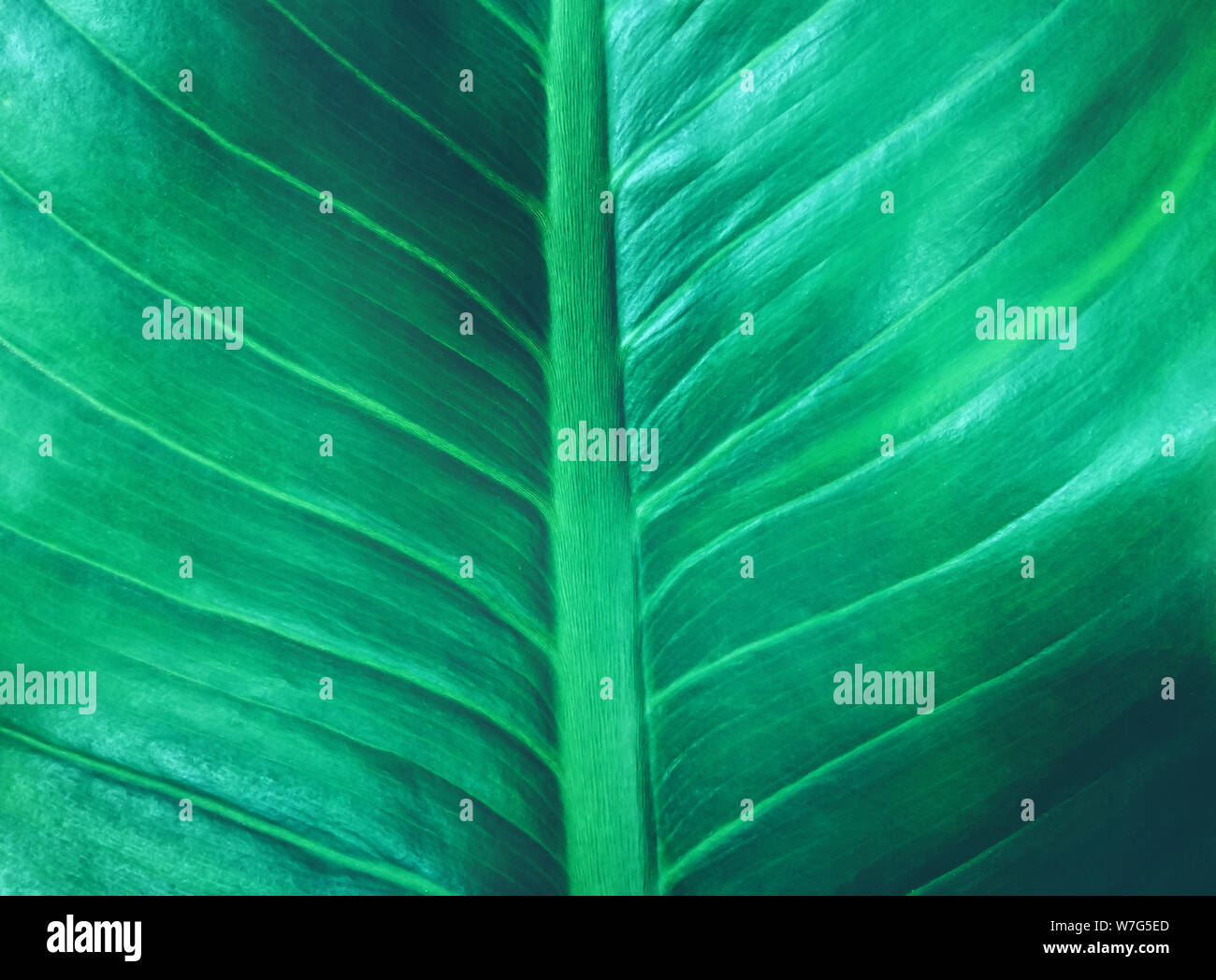 Hoja tropical follaje verde oscuro de textura de fondo de la naturaleza Foto de stock