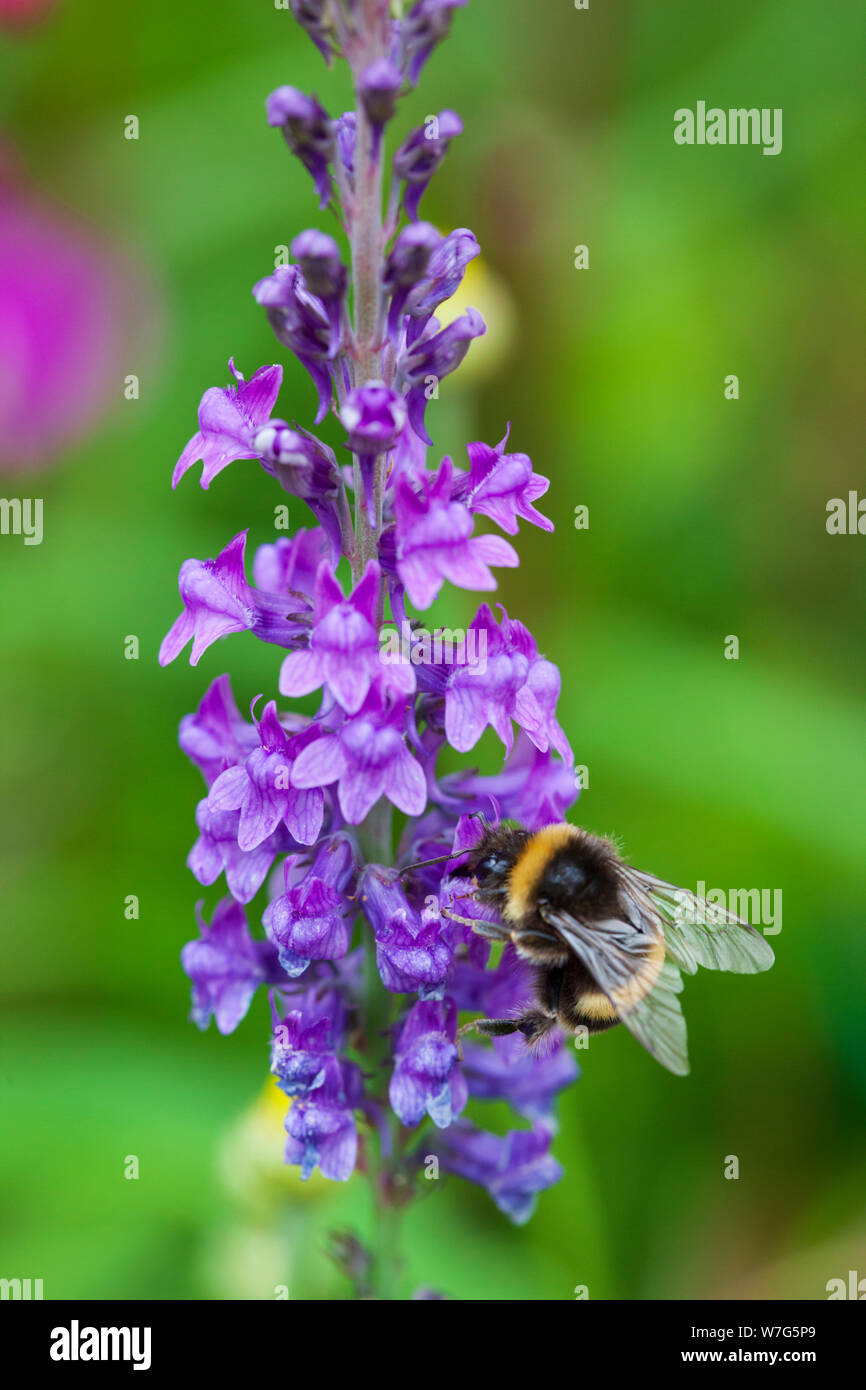 Bumblebee, recogiendo el néctar de las flores de Salvia Púrpura Sylvestris Caradonna, East Sussex, Inglaterra, Reino Unido, Europa Foto de stock