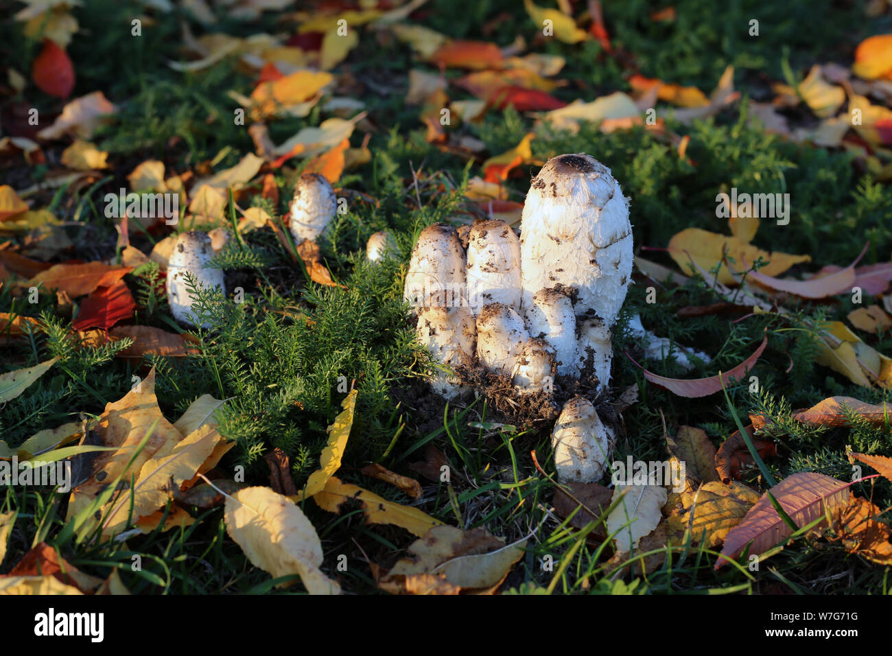 Shaggy mane (Coprinus comatus) hongos en un patio pradera durante los comienzos del otoño. Hay varios hongos y un montón de hojas rojas y amarillas. Foto de stock