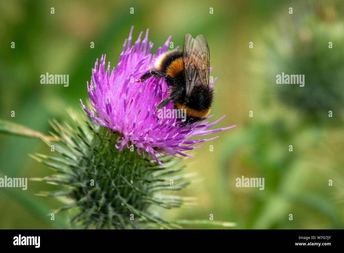 Cerca de un abejorro en una flor de cardo morado Foto de stock