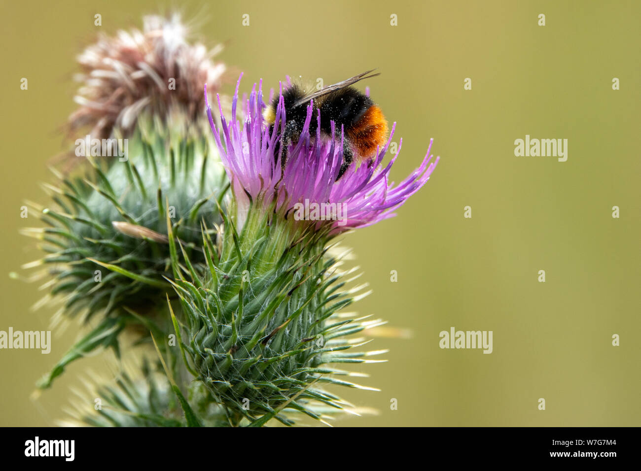 Cerca de un abejorro en una flor de cardo morado Foto de stock