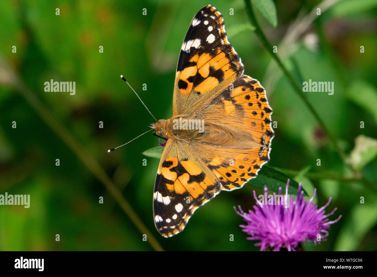 Un Painted Lady butterfly desde arriba con las alas abiertas en un tallo de cardo Foto de stock