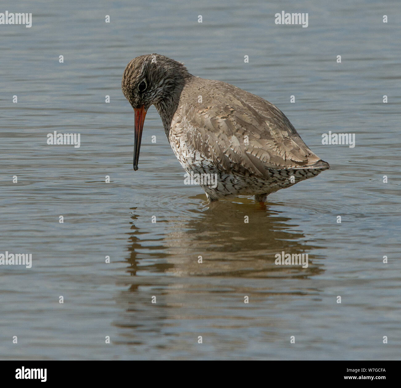 Redshank parado en el agua con su cabeza girada mientras mira en el agua con plumaje y características claramente vistas Foto de stock