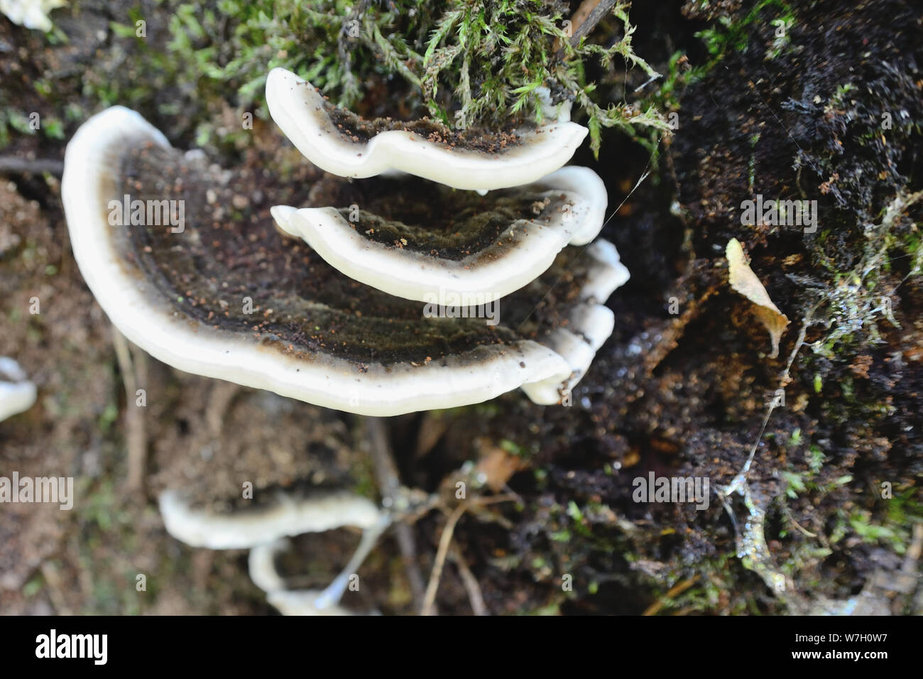 Cerca de Turquía cola, Trametes versicolor. Foto de stock