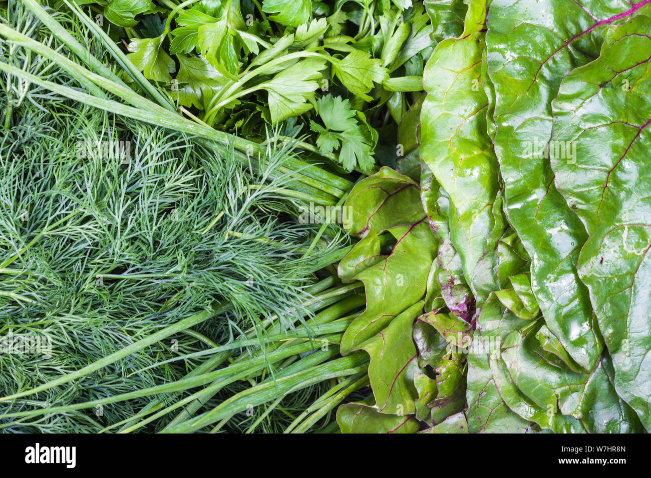 Fondo de alimentos naturales - surtido de verdor fresco húmedo cerca (remolacha tops, cebollines, eneldo, perejil) Foto de stock