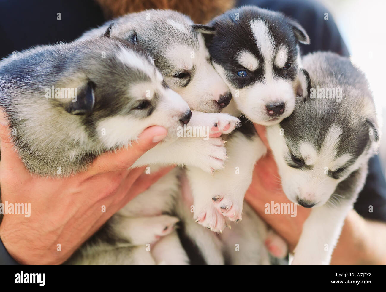 Los cachorros de Husky siberiano. Camada perros en manos del criador. Poco  cachorros Fotografía de stock - Alamy