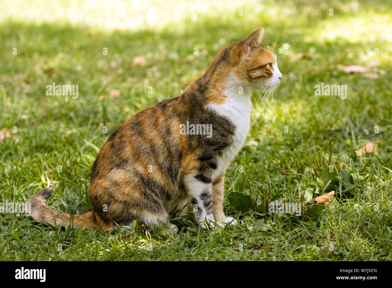 El perfil lateral de cuerpo completo de un pelaje corto tricolor cat mirando a izquierda sentada sobre el pasto en un cálido día de verano. Foto de stock
