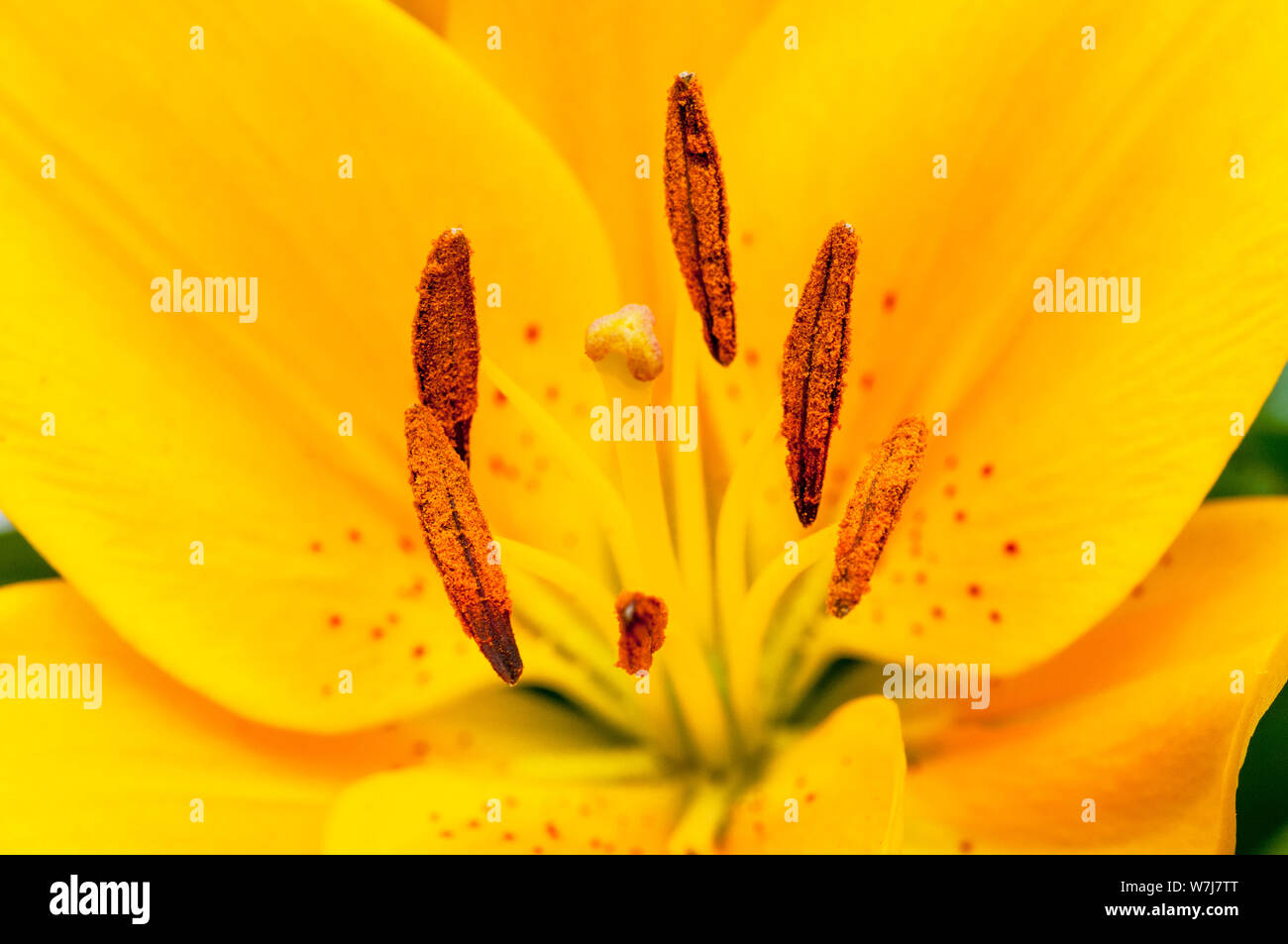 Asiatic lily Sun Ray mostrando el estigma y el estambre en cerrar una 1a) sub-division azucena con flores orientada hacia arriba Foto de stock