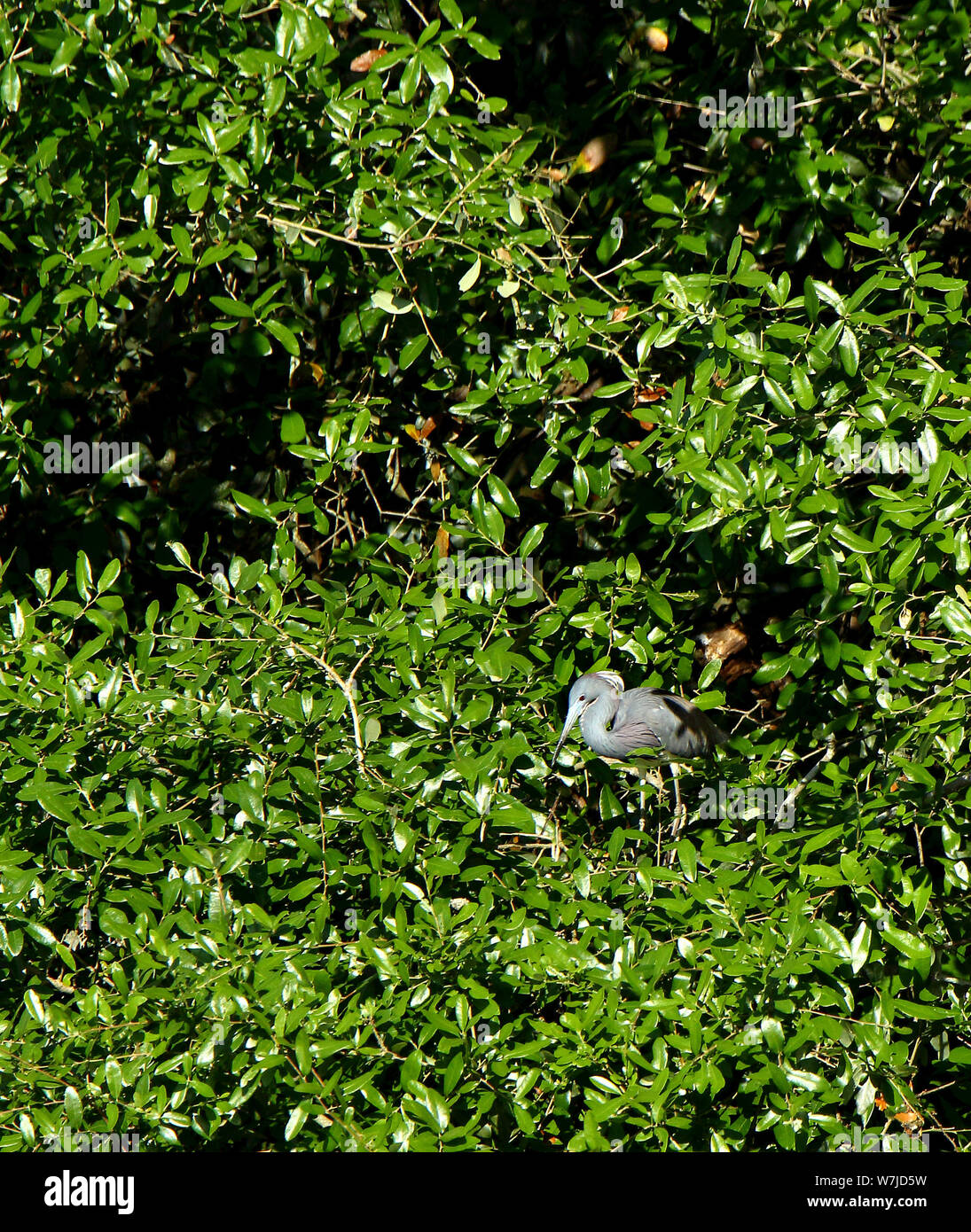 Uno tricolores Heron de pie en un arbusto verde en las costas de Georgia, EE.UU. Foto de stock