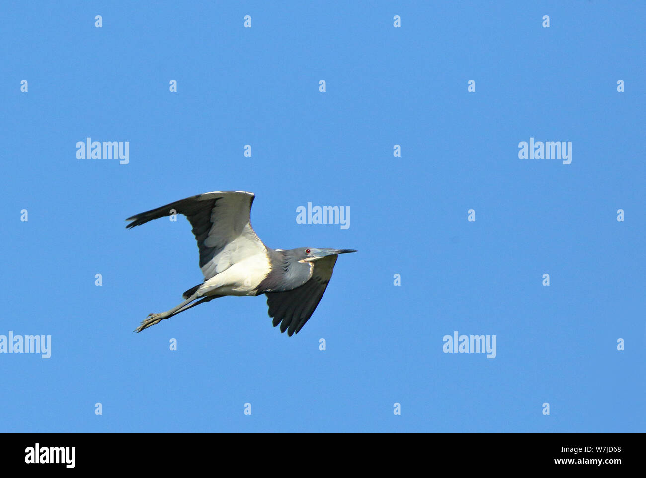 Uno tricolores Heron volando contra un cielo azul en las costas de Georgia, EE.UU. Foto de stock