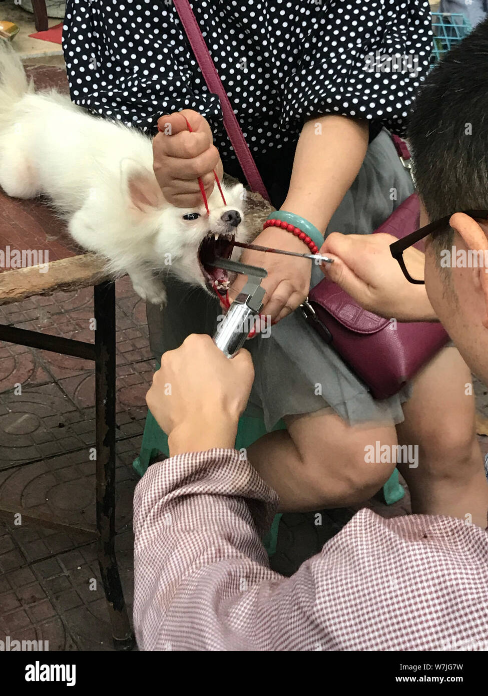 Un perro mascota está obligado a tener sus cuerdas vocales cortadas en una  instalación ilegal creado por un hombre de mediana edad en un mercado de  flores en la ciudad de Chengdu,