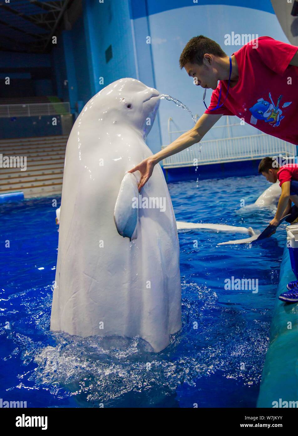 Ballenas beluga interactuando con humanos