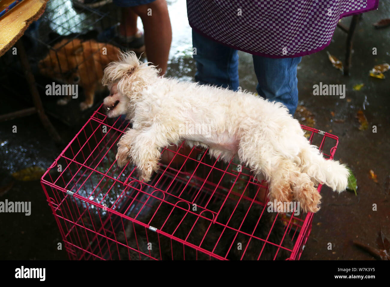 Un perro mascota está obligado a tener sus cuerdas vocales cortadas en una  instalación ilegal creado por un hombre de mediana edad en un mercado de  flores en la ciudad de Chengdu, en el suroeste de Chi Fotografía de stock -  Alamy