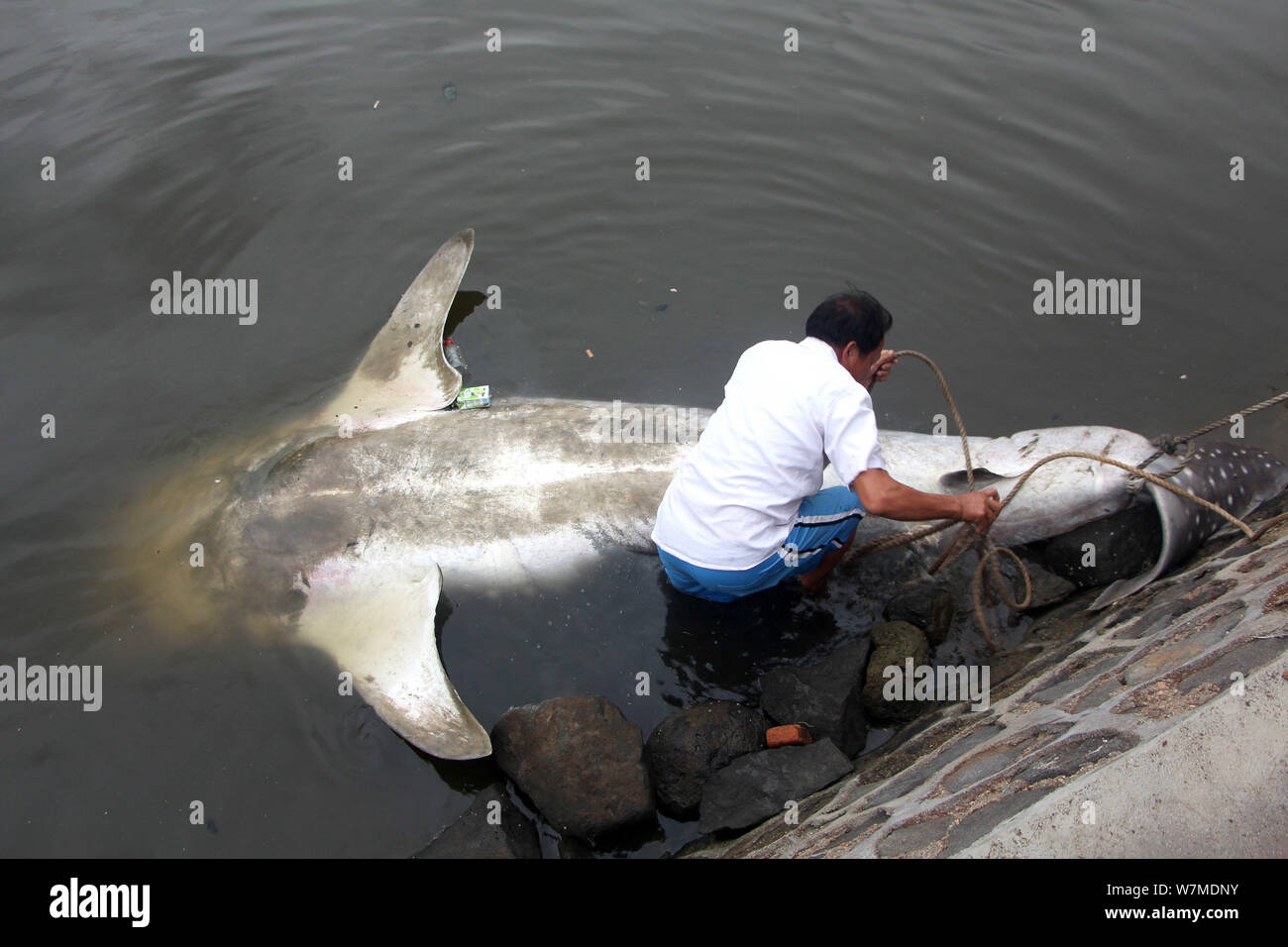 El Tiburon Ballena Muerta De 6 Metros De Longitud Y Mas De 450 Kilos De Peso Se Prepara Para Ser Levantado Por Una Excavadora Despues De Haber Encallado En Aguas O Fotografia