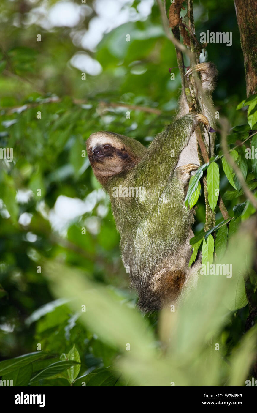 Pale tres throated vetado sloth escalada (Bradypus tridactylus) árbol nota algas verdes sobre pieles, Costa Rica Foto de stock
