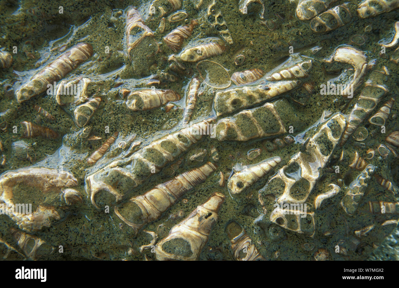 Los fósiles de las conchas de los gasterópodos marinos (Zeacolpus semiconcava) Foto de stock