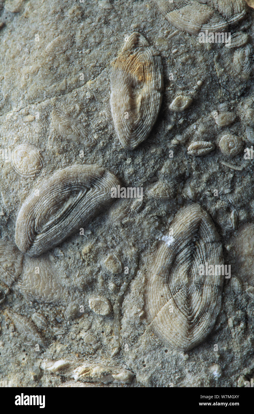 Los fósiles de foraminíferos nummulites, desde el Paleoceno o período Oligoceno. Foto de stock
