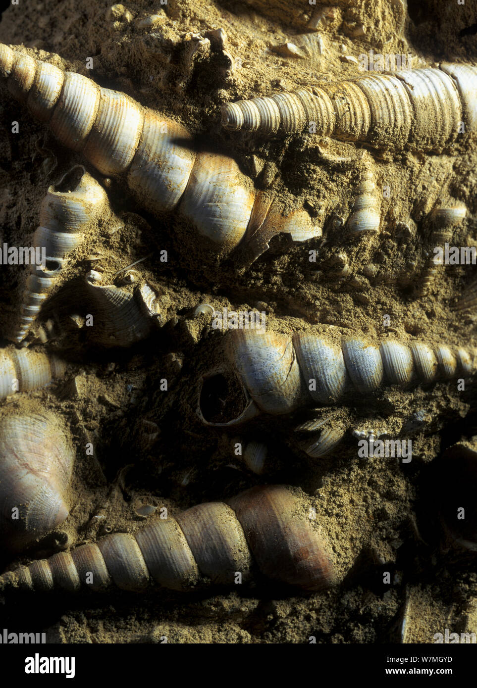 Los fósiles de las conchas de los gasterópodos marinos (Turritella sp) Francia Foto de stock