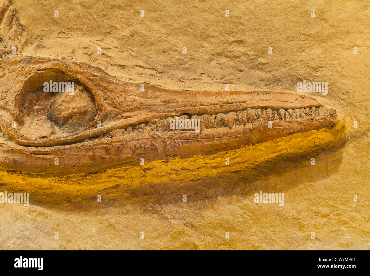 Restos fósiles de reptiles marinos prehistóricos plesiosaurio (Plesiosauria) mostrando el cráneo, mandíbulas, ojos y dientes, España Foto de stock