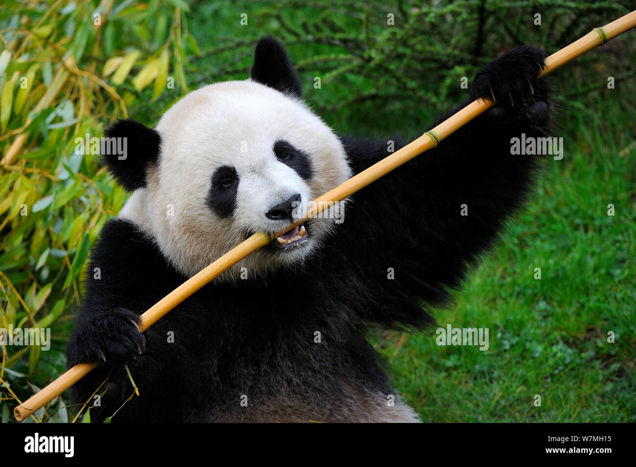 El panda gigante (Ailuropoda melanoleuca) alimentándose de bambú, cautiva, el zoo Parque de Beauval, Francia, en peligro Foto de stock