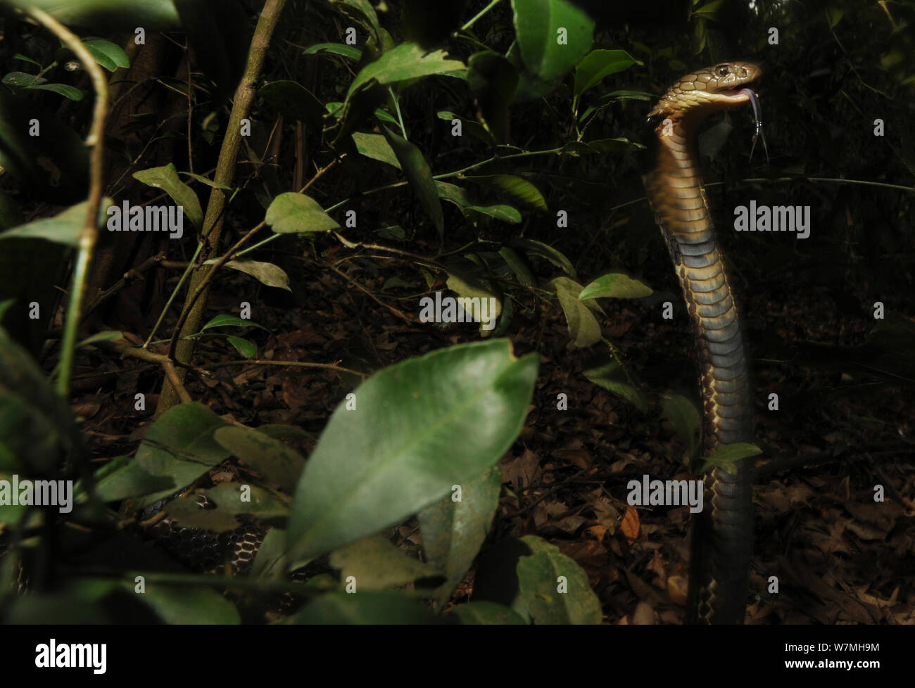 King Cobra (Ophiophagus hannah) en huelga plantean, provincia de Guangxi, China. Foto de stock