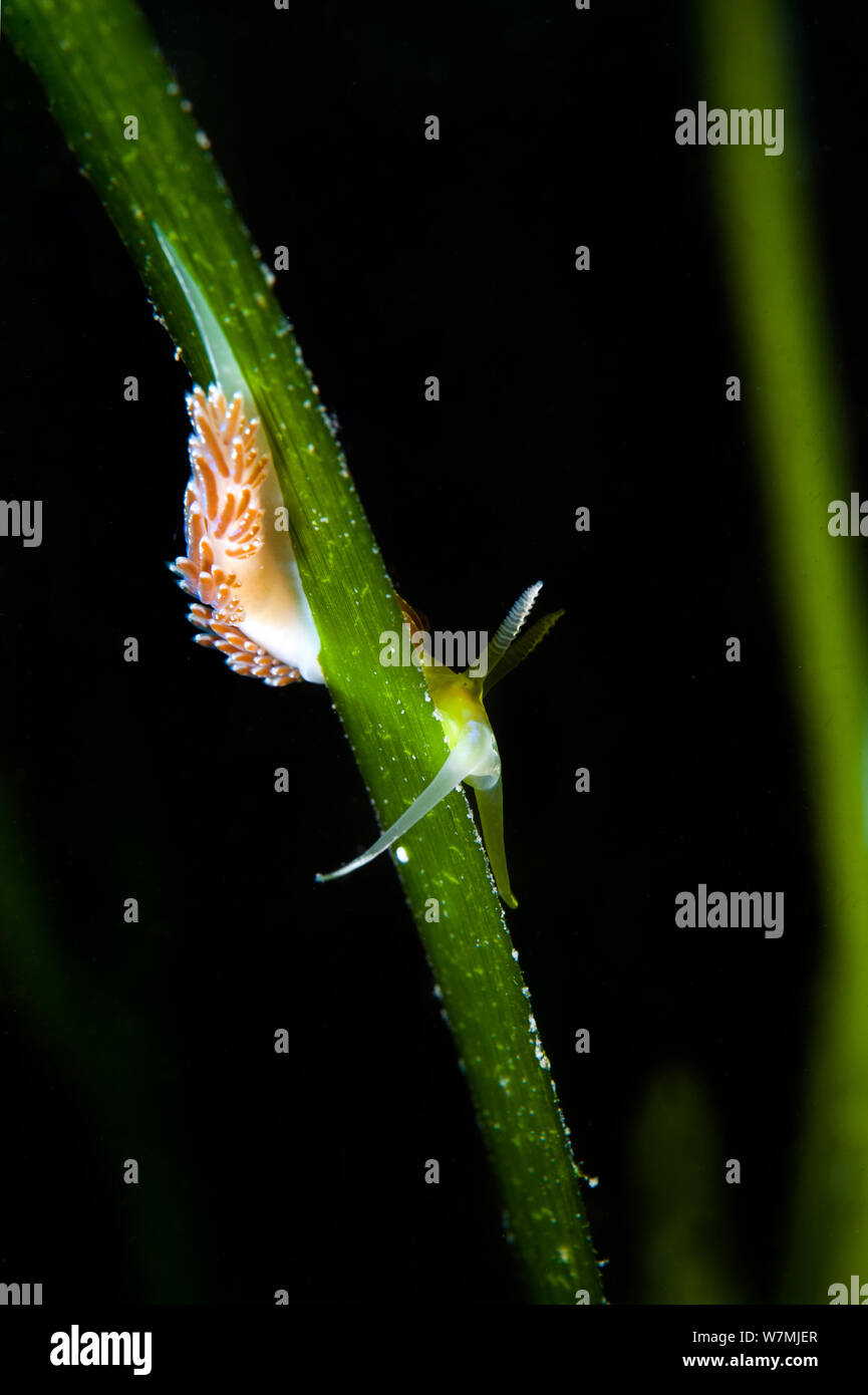 Nudibranch (Facelina auriculata) para buscar su alimento de pequeños hidroides subiendo en un blade de zosteras marinas / Eelgrass (Zostera marina) en la pradera de pastos marinos. Estuario Helford, Cornualles, en el Reino Unido, Julio Foto de stock