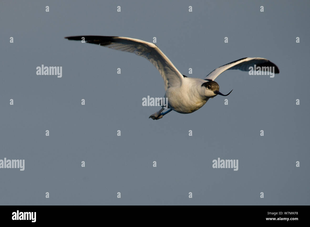 Avocet (Recurvirostra avosetta) en vuelo, la isla de Brownsea, Dorset, Inglaterra, Reino Unido, diciembre Foto de stock