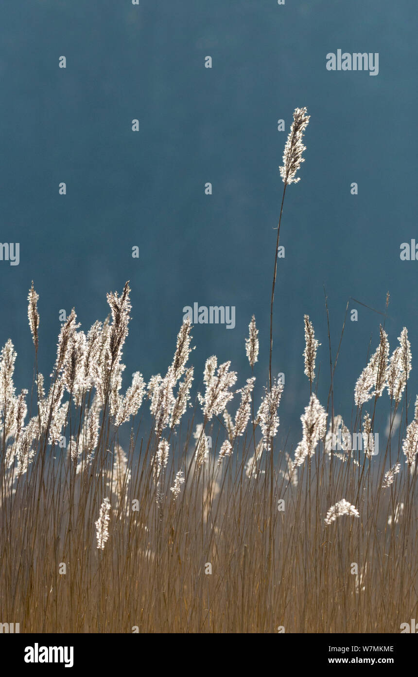 Las altas hierbas en los pantanos, retroiluminado, la isla de Brownsea, Dorset, Inglaterra, Reino Unido, febrero Foto de stock