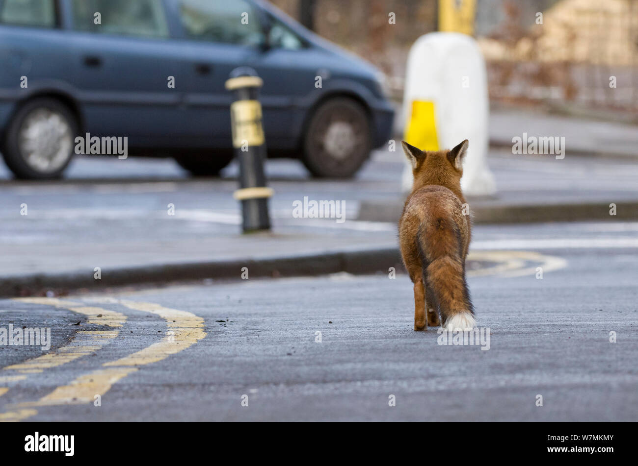 Joven Zorro Rojo (Vulpes vulpes) caminando por la carretera entre los coches, Bristol, Reino Unido, enero. ¿Sabías que...? En algunas ciudades como Londres puede haber tantos como 28 zorros por milla cuadrada! Foto de stock